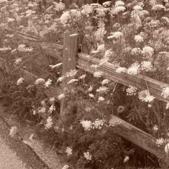 Meet your Posher, Tara - Picture 1 of 1